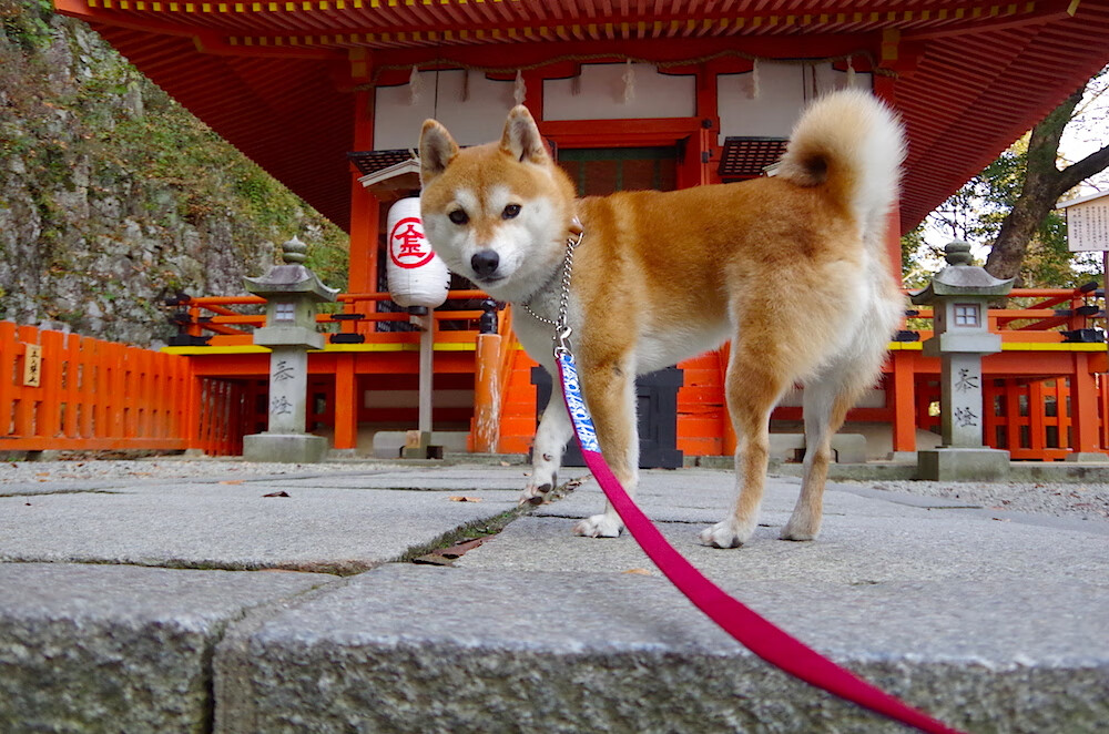 开云体育中国-冰与火之歌，当无解的奥斯梅恩，遇见过关的潘帕斯雄鹰